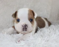 Henry, a male English Bulldog for sale in Shipshewana, IN – 8 of 10