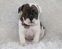 Harry, a male English Bulldog for sale in Shipshewana, IN – 2 of 10