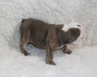 Curry, a male English Bulldog for sale in Shipshewana, IN – 4 of 10