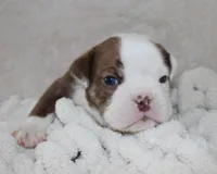 Hudson, a male English Bulldog for sale in Shipshewana, IN – 7 of 8