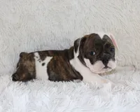 Harry, a male English Bulldog for sale in Shipshewana, IN – 7 of 10