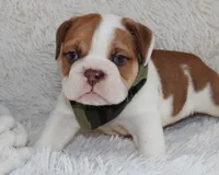 Ozzy, a male English Bulldog for sale in Shipshewana, IN – Photo 1 of 9