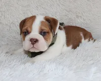Ozzy, a male English Bulldog for sale in Shipshewana, IN – Photo 6 of 9
