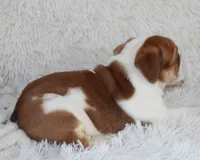 Ozzy, a male English Bulldog for sale in Shipshewana, IN – Photo 9 of 9