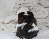 Harry, a male English Bulldog for sale in Shipshewana, IN – 6 of 9