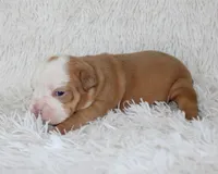 Kallie, a female English Bulldog for sale in Shipshewana, IN – Photo 6 of 6