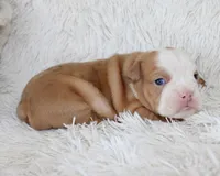 Kallie, a female English Bulldog for sale in Shipshewana, IN – Photo 1 of 6