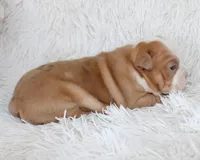 Kallie, a female English Bulldog for sale in Shipshewana, IN – Photo 3 of 6