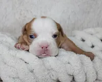 Kallie, a female English Bulldog for sale in Shipshewana, IN – Photo 2 of 6