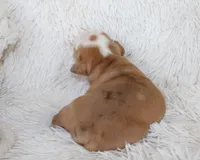 Kallie, a female English Bulldog for sale in Shipshewana, IN – Photo 5 of 6