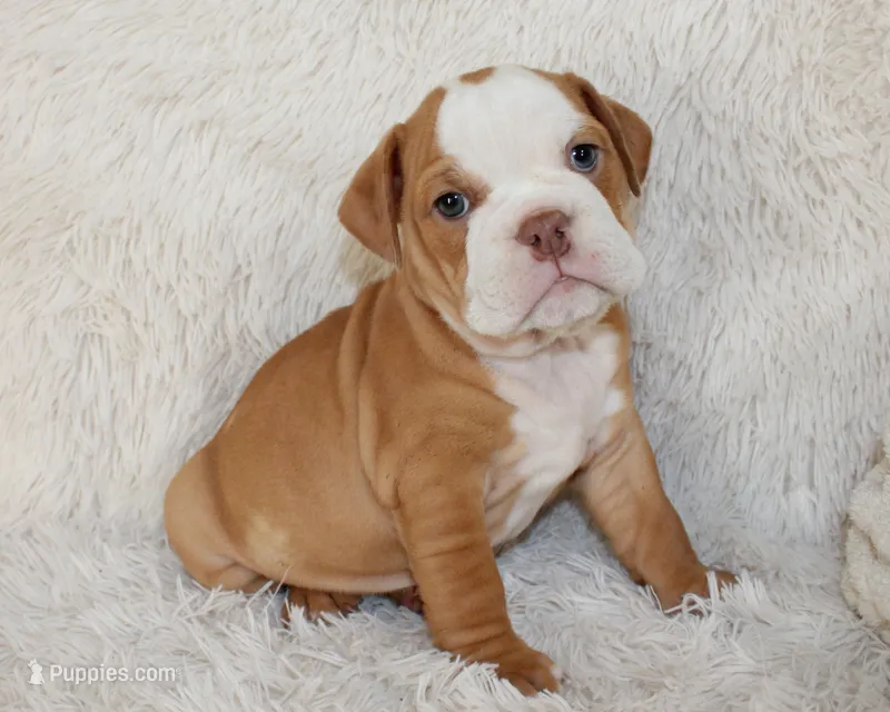Kallie – English Bulldog puppy for sale in Shipshewana, IN