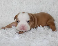 Kallie, a female English Bulldog for sale in Shipshewana, IN – Photo 4 of 6