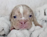 Kacy, a female English Bulldog for sale in Shipshewana, IN – Photo 2 of 7