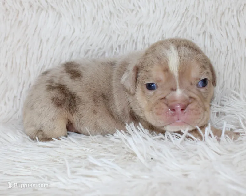Kacy – English Bulldog puppy for sale in Shipshewana, IN