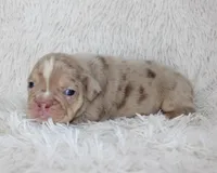 Kacy, a female English Bulldog for sale in Shipshewana, IN – Photo 6 of 7