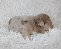 Kacy, a female English Bulldog for sale in Shipshewana, IN – Photo 7 of 7