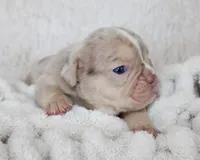 Kacy, a female English Bulldog for sale in Shipshewana, IN – Photo 3 of 7