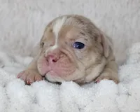Kacy, a female English Bulldog for sale in Shipshewana, IN – Photo 5 of 7