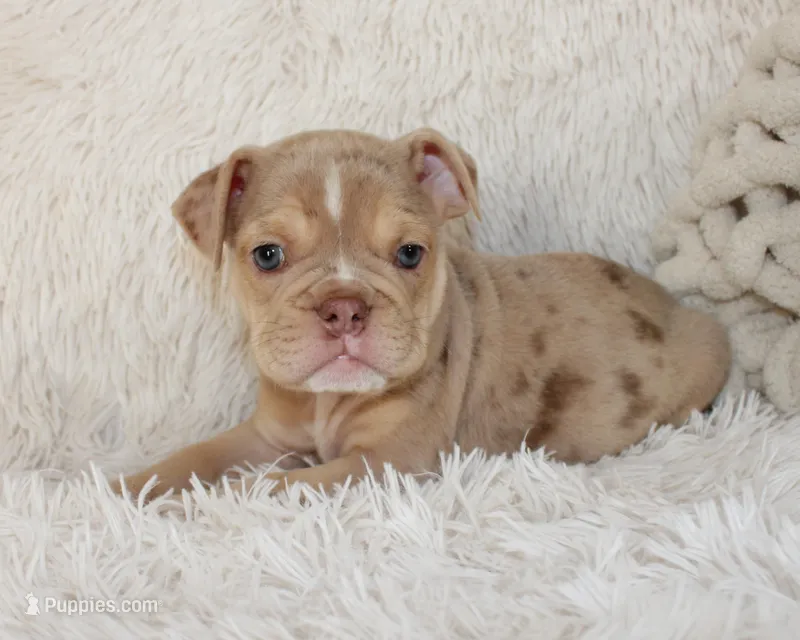 Kacy – English Bulldog puppy for sale in Shipshewana, IN