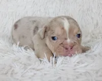Kacy, a female English Bulldog for sale in Shipshewana, IN – Photo 4 of 7