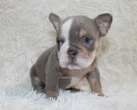 Indi Rose, a female English Bulldog for sale in Shipshewana, IN – 7 of 10