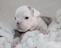 Hayes, a male English Bulldog for sale in Shipshewana, IN – 7 of 8