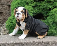 Mabel, a female English Bulldog for sale in Shipshewana, IN – 2 of 10