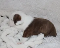 Hudson, a male English Bulldog for sale in Shipshewana, IN – 8 of 8