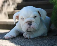 Zoey, a female English Bulldog for sale in Shipshewana, IN – 2 of 10