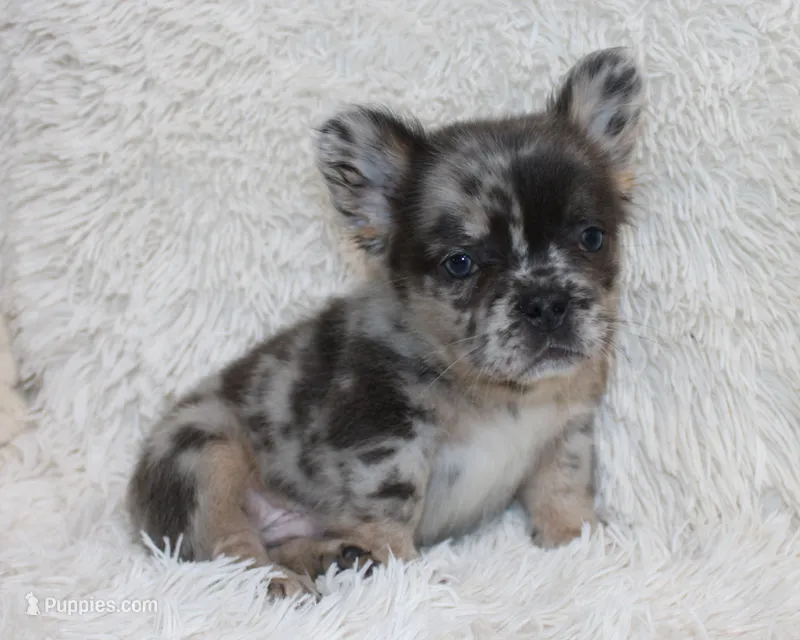 Patrick – French Bulldog puppy for sale in Shipshewana, IN
