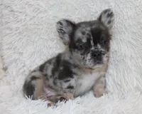 Patrick, a male French Bulldog for sale in Shipshewana, IN – 1 of 8