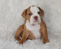 Kallie, a female English Bulldog for sale in Shipshewana, IN – 4 of 10