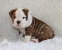 Hudson, a male English Bulldog for sale in Shipshewana, IN – 7 of 9