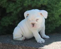 Zoey, a female English Bulldog for sale in Shipshewana, IN – 7 of 10
