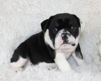Mario, a male English Bulldog for sale in Shipshewana, IN – Photo 5 of 8