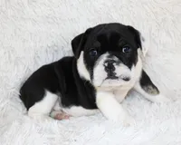 Mario, a male English Bulldog for sale in Shipshewana, IN – Photo 7 of 8