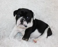 Mario, a male English Bulldog for sale in Shipshewana, IN – Photo 4 of 8