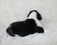 Mario, a male English Bulldog for sale in Shipshewana, IN – Photo 5 of 6