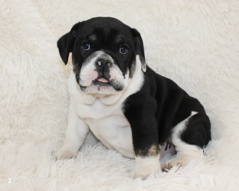 Mario – English Bulldog puppy for sale in Shipshewana, IN