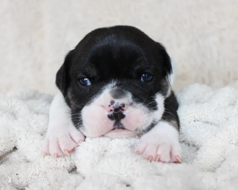 Mario – English Bulldog puppy for sale in Shipshewana, IN