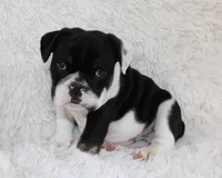 Mario, a male English Bulldog for sale in Shipshewana, IN – Photo 8 of 8