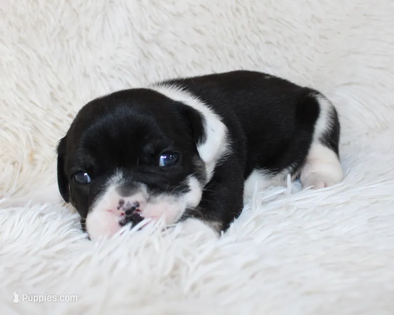 Mario – English Bulldog puppy for sale in Shipshewana, IN
