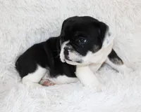 Mario, a male English Bulldog for sale in Shipshewana, IN – Photo 6 of 8