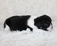 Mario, a male English Bulldog for sale in Shipshewana, IN – Photo 4 of 6