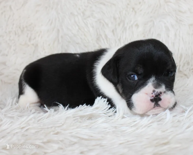 Mario – English Bulldog puppy for sale in Shipshewana, IN