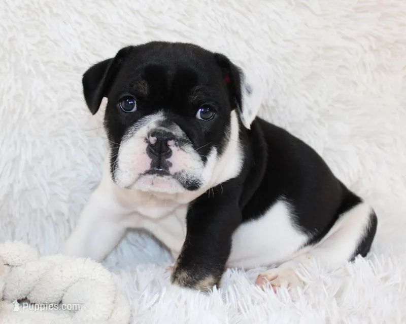 Mario – English Bulldog puppy for sale in Shipshewana, IN