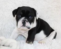 Mario, a male English Bulldog for sale in Shipshewana, IN – Photo 1 of 8