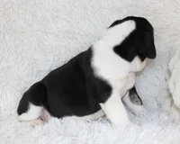 Mario, a male English Bulldog for sale in Shipshewana, IN – Photo 3 of 8