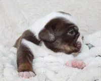 Milo, a male English Bulldog for sale in Shipshewana, IN – Photo 3 of 7