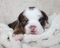 Milo, a male English Bulldog for sale in Shipshewana, IN – Photo 2 of 7
